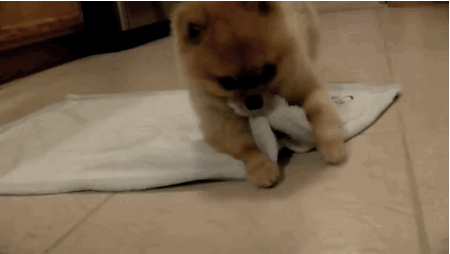 cute-puppy-gifs-towel